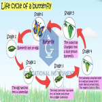 Life Cycle of a Butterfly